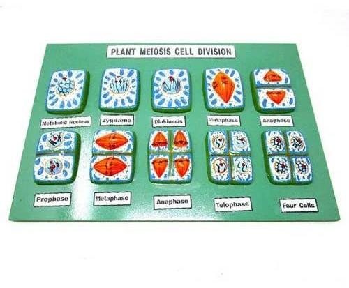 PVC Plant Meiosis Cell Division, For Laboratory, Size : 10x15 Inch