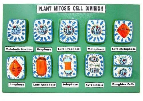 Polished PVC Plant Mitosis Cell Division, For Laboratory, Feature : Accurate Design, Durable, High Strength