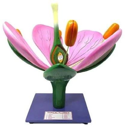 Plastic Typical Flower Model, For Laboratory, Feature : Good Quality