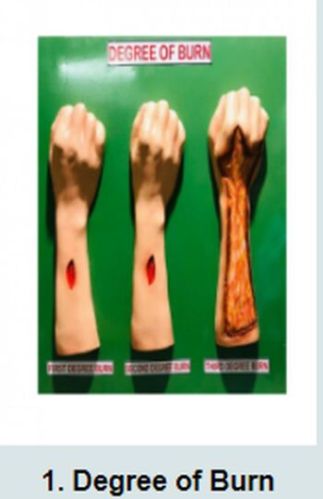 Plastic Forensic Models, For Medical School, College, Color : Brown