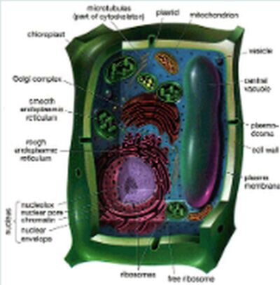 Genetics and Molecular Biology Model, For Colleges, Medical Colleges, Feature : Durable, Light Weight