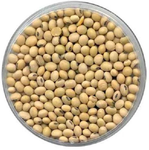 Natural Soybean Seeds, Packaging Type : Vacuum Pack