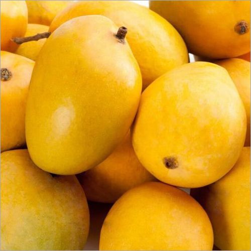 Common Fresh Mango, For Direct Consumption, Food Processing, Juice Making, Feature : Fressness, Non Pesticide