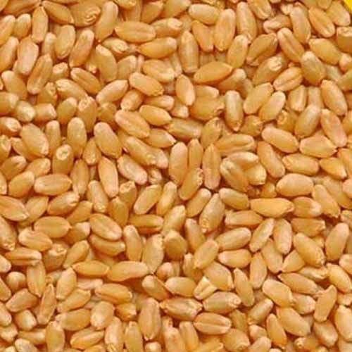 Organic Sharbati Wheat Seeds