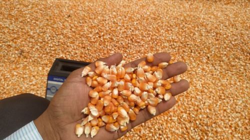 Organic Yellow Corn Maize, For Human Food, Animal Food, Animal Feed, Flour, Cattle Feed, Food Grade Powder