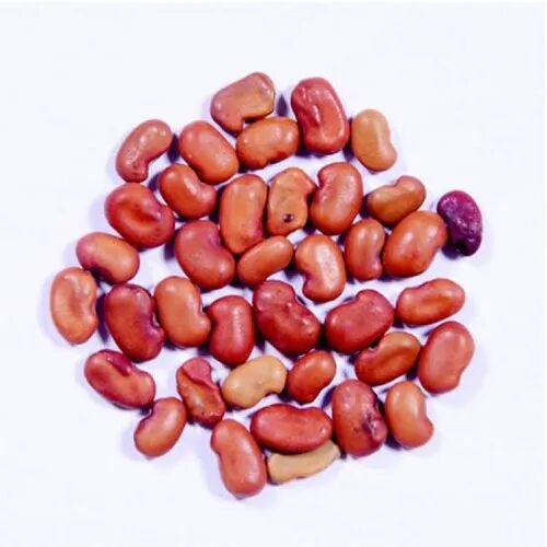 Agathi Fodder Seeds, Packaging Type : Plastic Pack