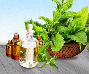 Peppermint Oil, Packaging Size : Glass Bottels