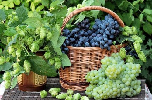 Organic Grapes, Certification : FSSAI Certified