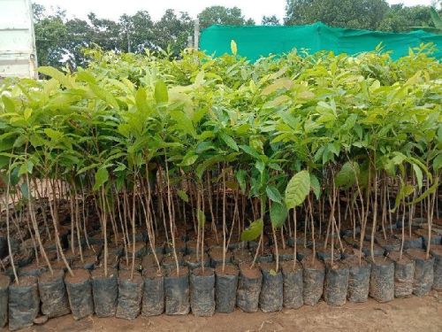 Mahogany Plant, For Plantation, Color : Green