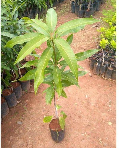 Mango Plant, Color : Green