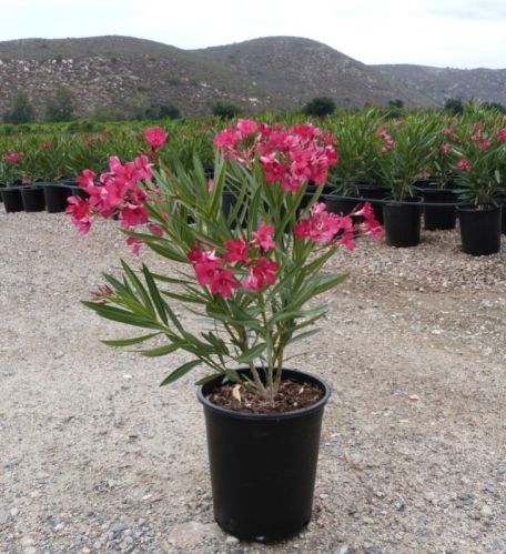 Green Nerium Oleander Plant