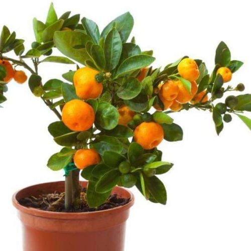 Organic Orange Plant, Packaging Type : Polybag