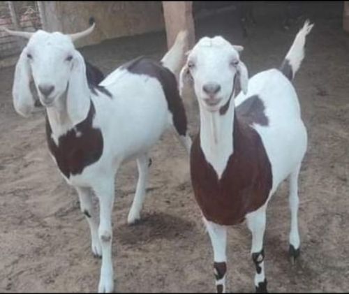 20-30 Kg Live Gujri Goat, Style : Alive