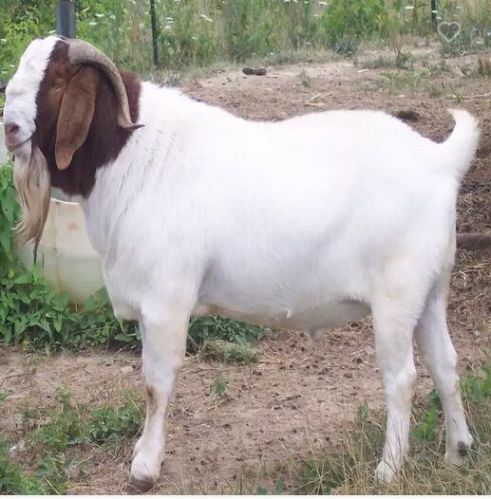 Boer Goat, For Human Consumption, Personal Use, Style : Alive