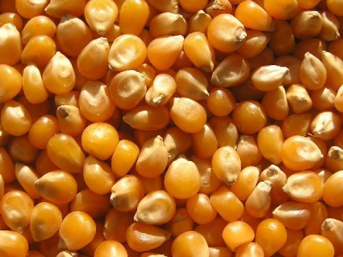 Organic Yellow Maize Seeds, Packaging Type : Bags, Container
