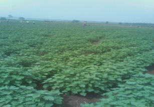 Patchouli Plant, Color : Green, Botanical Name : Pogostemon Cablin