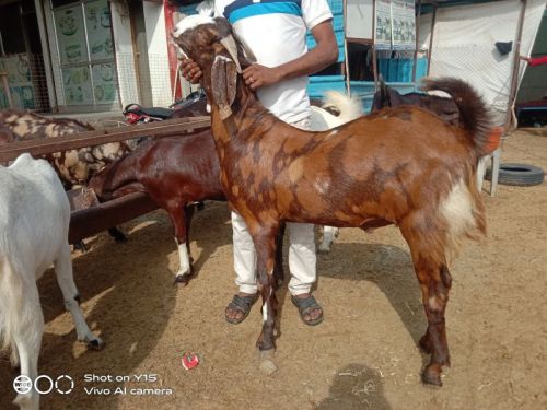 Qurbani Goat, Weight : 20-30 Kg