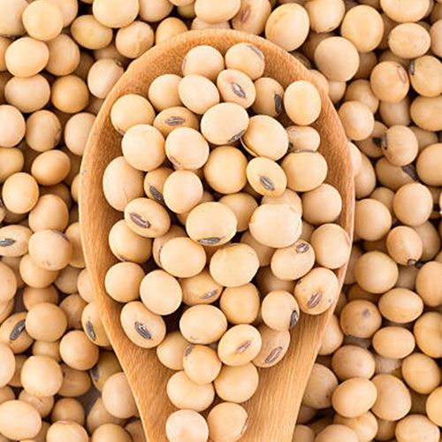 Organic Soya Bean, Style : Fresh