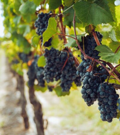 Fresh Black Grapes, Packaging Size : 10Kg