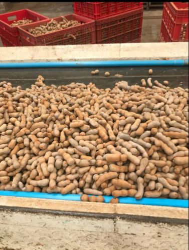 PHALANI Fresh Sweet Tamarind