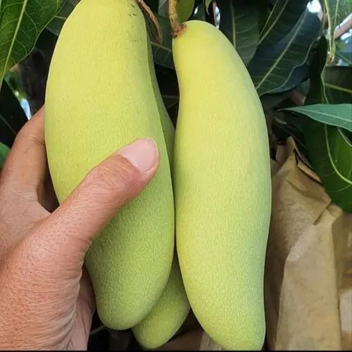 Organic Fresh Banana Mango, Shelf Life : 10 Days