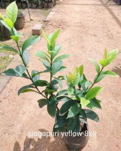 Singapuri Yellow Ixora Flowering Plant