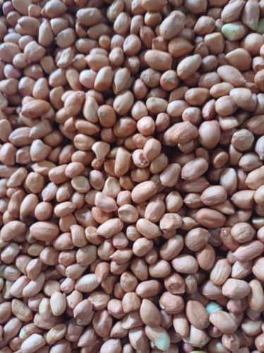Common Groundnut Kernels, For Butter, Making Oil, Making Snacks, Packaging Type : Jute Bag, Plastic Bag