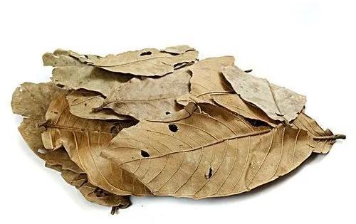 Organic Dried Banaba Leaves, Packaging Type : Loose