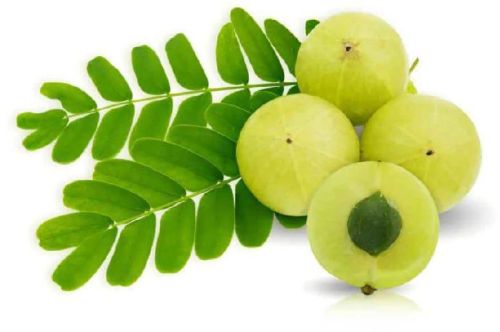 Organic Fresh Amla, Color : Green