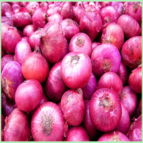 Round Organic Onion, For Cooking, Home, Hotels, Onion Size Available : Medium