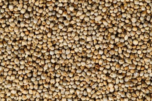 Organic Green Millets, Packaging Size : 25kg, 50kg