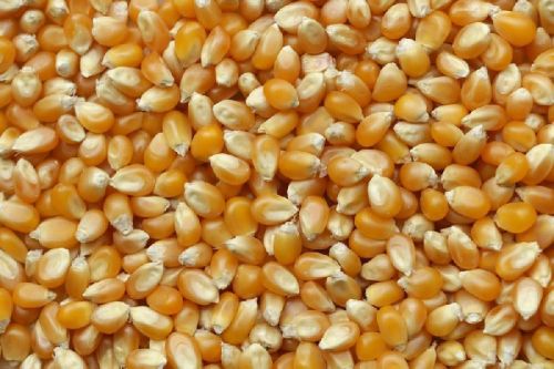 Organic Maize Seeds, Style : Dried
