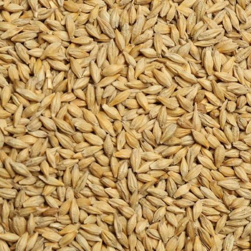 Organic Barley Seeds, Style : Dried