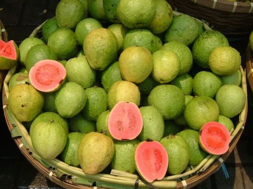 Green Round Common Fresh Guava, For Cooking, Packaging Type : Jute Bag