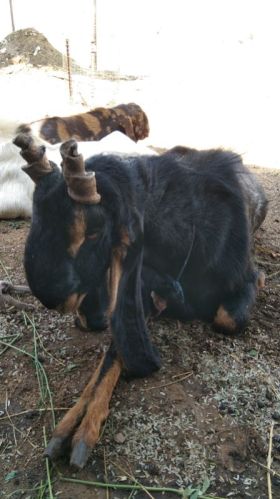 Barbari Black Live Goat, For Hotel, Restaurant, Gender : Female, Male