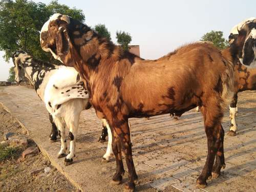 20-30 Kg Live Ajmeri Goat, Style : Alive