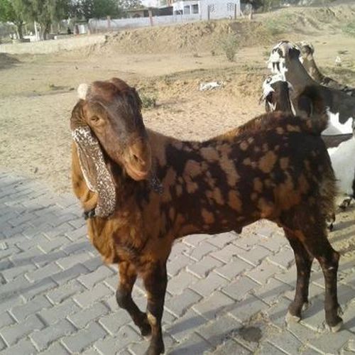 Live Ajmeri Male Baby Goat, Style : Alive