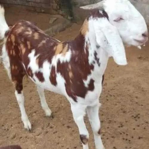 Live Gujri Female Baby Goat, Style : Alive