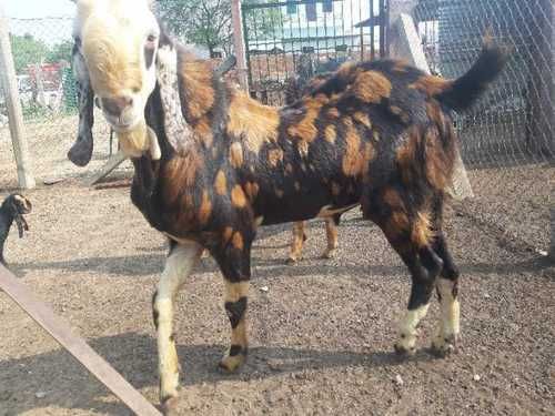 20-30 Kg Live Gujri Goat, Style : Alive