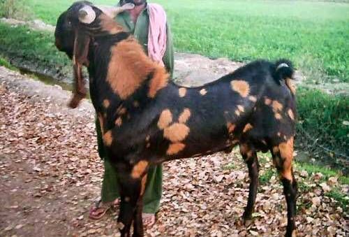 20-30 Kg Live Sirohi Goat, Style : Alive