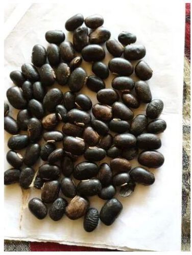 Black Mucuna Pruriens Seed, Packaging Type : Bag