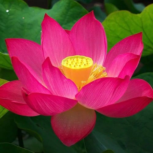 Organic Fresh Pink Lotus, For Garlands, Wreaths, Style : Natural