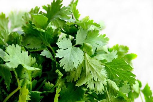 Fresh Coriander Leaves, Color : Green