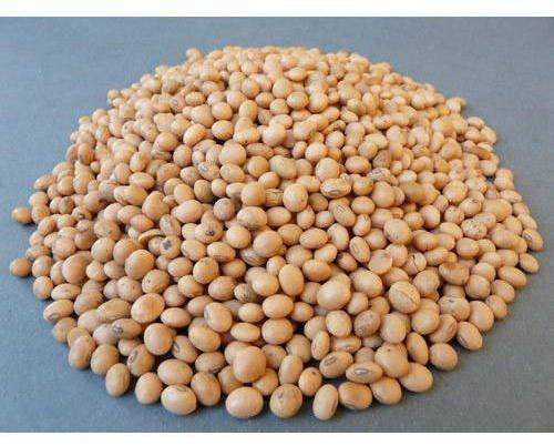 Organic Arhar Seeds, Shelf Life : 1Year