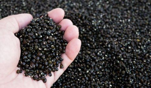 Organic Black Gram Seeds, Shelf Life : 1Year