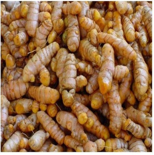 Fresh Turmeric Finger, Color : Golden Yellow