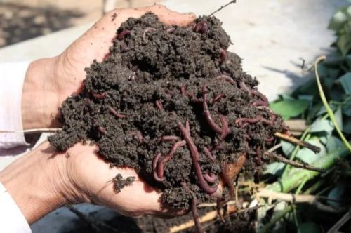 Earthworm Vermicompost, For Agriculture, Packaging Type : Plastic Bag