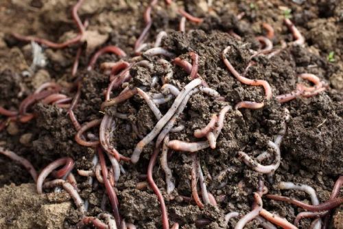 Lumbricus Rubellus Earthworms