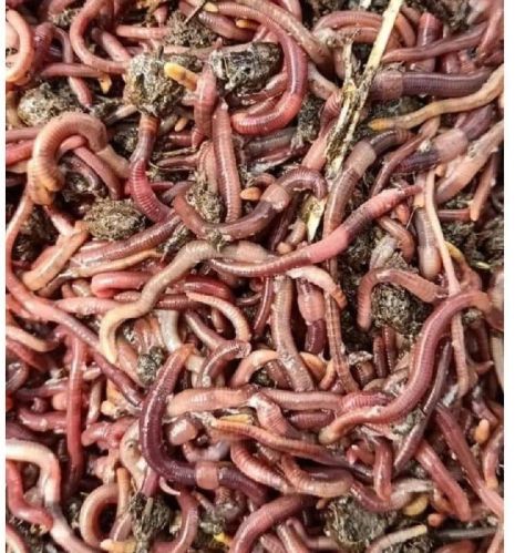Vermicompost Earthworms