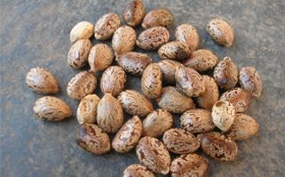 Organic Castor Seeds, Style : Dried
